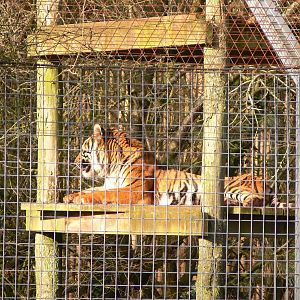 Sumatran Tiger at South Lakes, 16/02/14