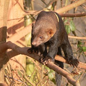 Tayra at South Lakes, 16/02/14