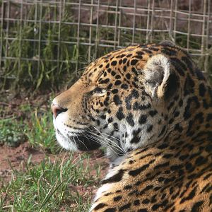 Jaguar at South Lakes, 16/02/14