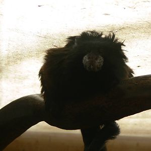 Red Mantle Saddleback Tamarin at South Lakes, 16/02/14