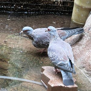 Triangular Spotted Pigeon