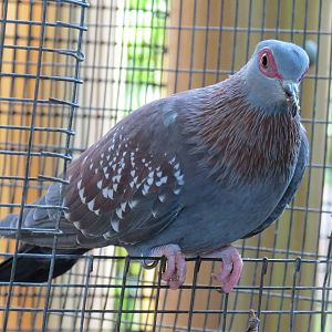 Triangular Spotted Pigeon