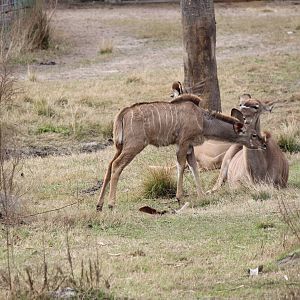 Greater Kudus
