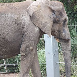 Ali the African Elephant