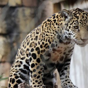Khan the Jaguar Cub