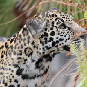 Khan the Jaguar Cub