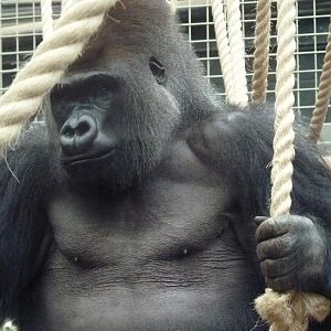 Silverback Gorilla, Kumbuka, 9 February 2014