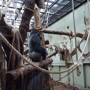 Silverback Gorilla, Kumbuka, 9 February 2014