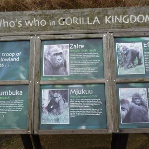 Gorilla Sign, 9 February 2014