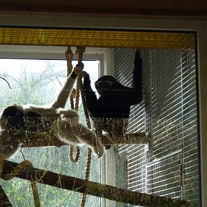 Pileated Gibbons, 16 February 2014
