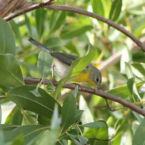 Warbler ID