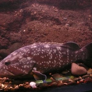 Funchal Natural History Museum Aquarium , Madeira