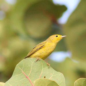 Warbler ID