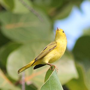 Warbler ID