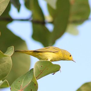 Warbler ID