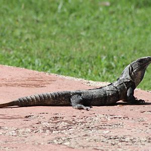 Black iguana
