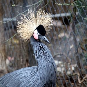 West African Crowned Crane