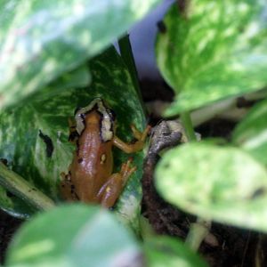 Mitchell's Reed Frog