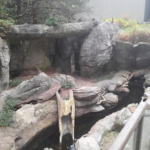 Streamside - River Otter