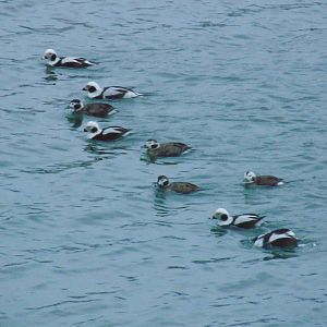 WeAre Family Long Tailed Duck