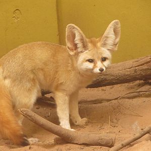 Fennec Fox