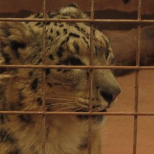 Snow Leopard Wolfgang