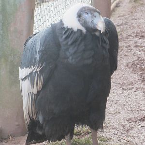 Andean Condor - Millie