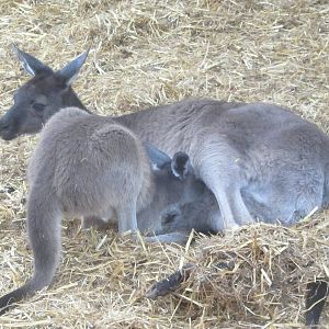 Kangaroo and her joey