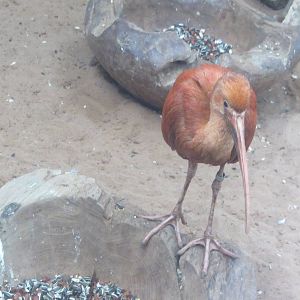 Scarlet Ibis