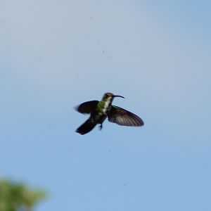 Hummingbird ID