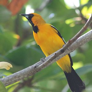 Oriole ID