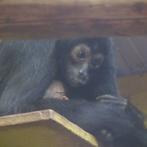 Spider monkey with baby born on 7th Feb.