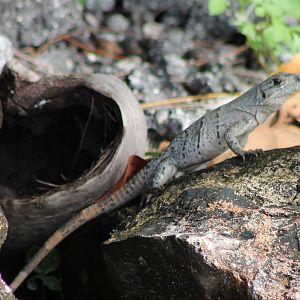 Black iguana young