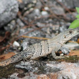 Black iguana young