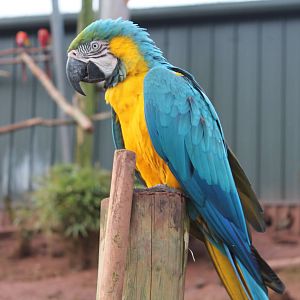 Macaw