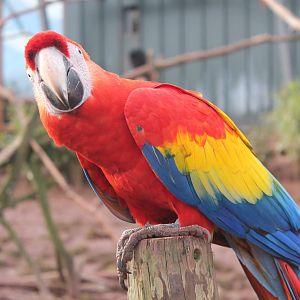 Scarlet Macaw