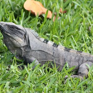 Black iguana adult