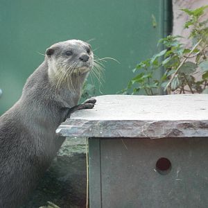 Asian Short-clawed otter