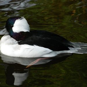 Bufflehead (male)