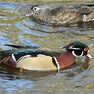American Wood Duck (Female and Male)