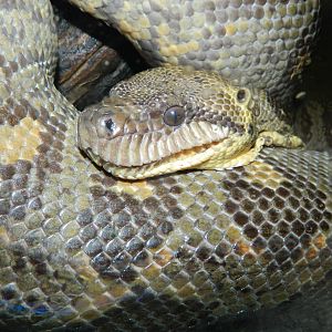 Common Boa