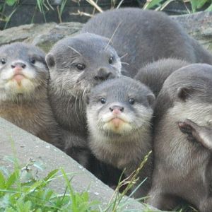 Asian Short-clawed otter pups