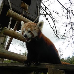 Red Panda