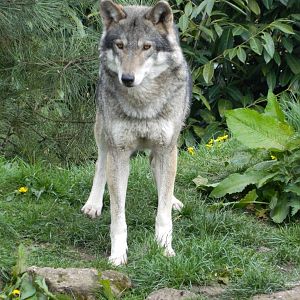 European Wolf