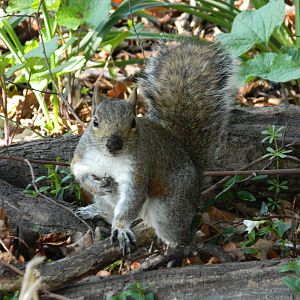 Grey Squirrel
