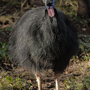Southern cassowary