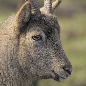 West Caucasian tur portrait