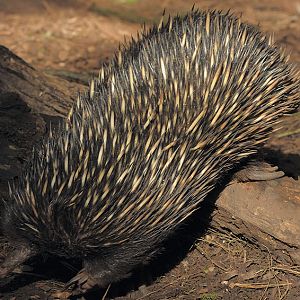 Short-nosed echidna