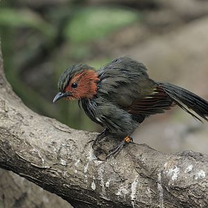 Red-cheeked liocichla (wet)