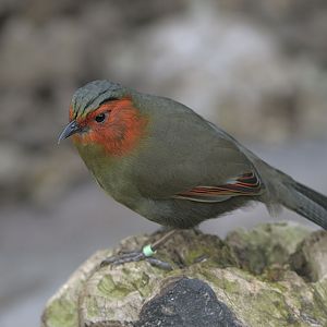 Red-cheeked liocichla